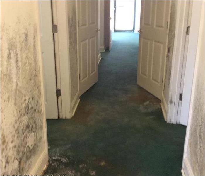 mold covered green carpet and walls